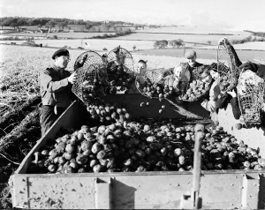 Wire potato baskets, Inverkeithing schools helping at Spencerfield Farm tattie harvest in Fife, November 1954