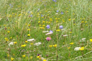 Marram grass growing on machair, Isle of Lewis
