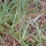 Carex flacca